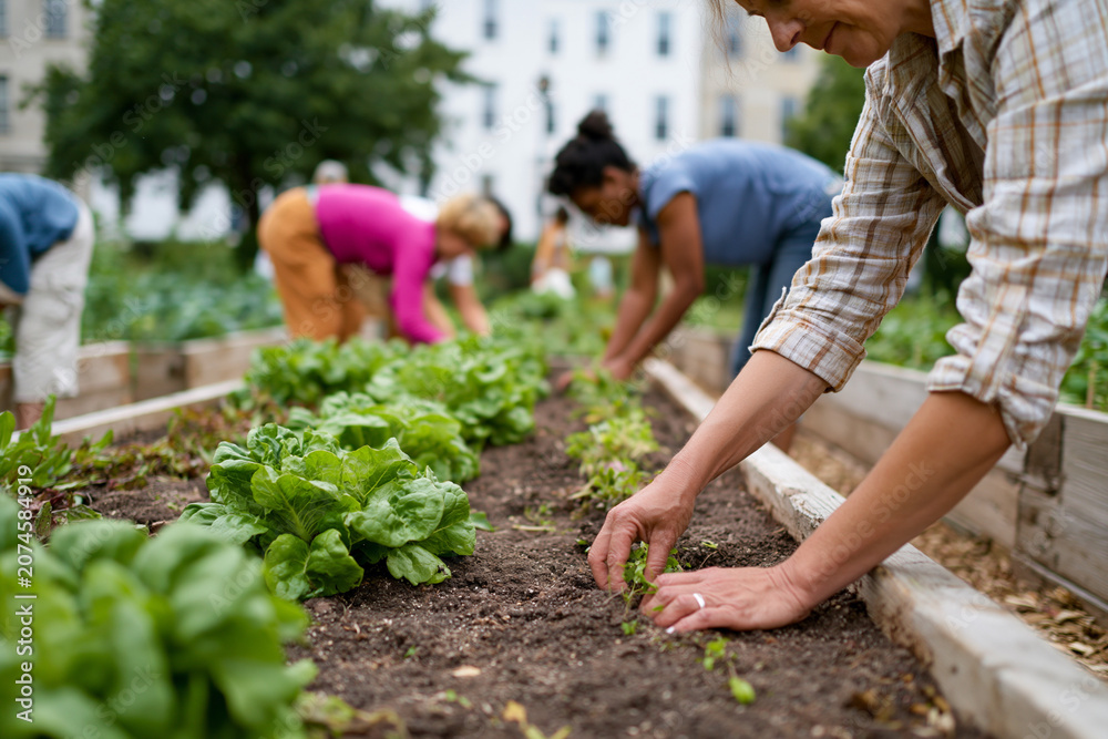 Fototapeta premium People tend rows of young lettuce plants. Hands gently place seedlings into rich, dark soil. Woman in plaid shirt leans over the bed. Workers focus on cultivating their harvest