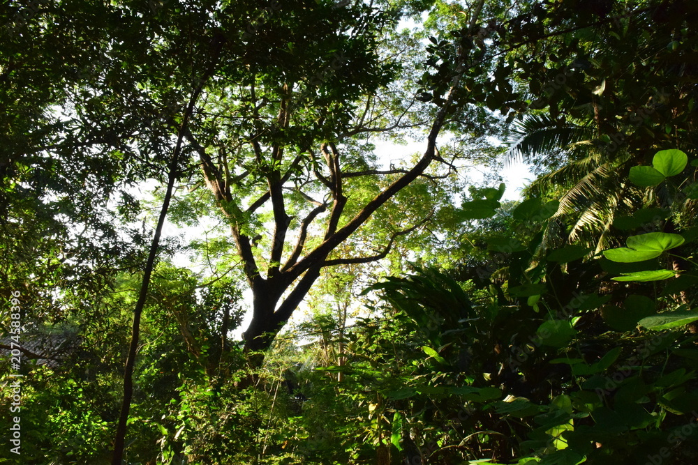 Fototapeta premium Lush green tropical forest canopy with sunlight shining through branches of ancient big tree