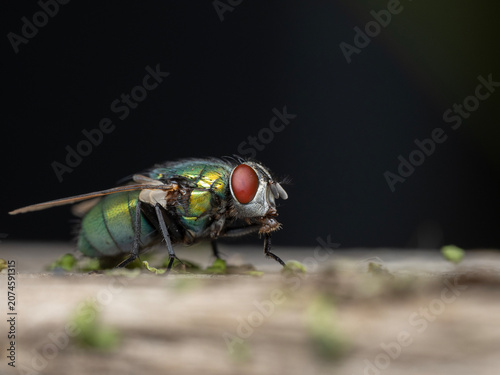 P6041418 Common greenbottle fly, Lucilia sericata, resting, cECP 2026