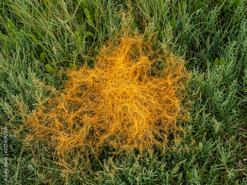 Φωτογραφία P6251733 orange Pacific goldenthread, Cuscuta pacifica, in Boundary Bay saltmars