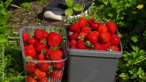 Faceless agricultural worker with a white manicure carefully placing separate ripe strawberries one by one into a plastic container on a field.