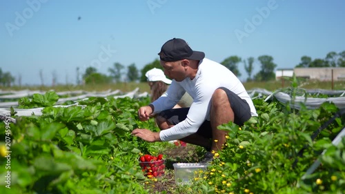 Playful commercial shot of a male and female farmers working together, while the man funnily steals and eats a ripe strawberry, looking around.
