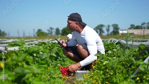 Playful commercial shot of a male and female farmers working together, while the man funnily steals and eats a ripe strawberry, looking around.