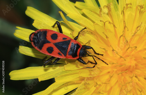 Gemeine Feuerwanze, weiblich, an Löwenzahnblüte saugend. Ein trotz seiner Warnfarben harmloses und nützliches Insekt, weder giftig noch schädlich für Menschen, Haustiere oder gesunde Gartenpflanzen.
