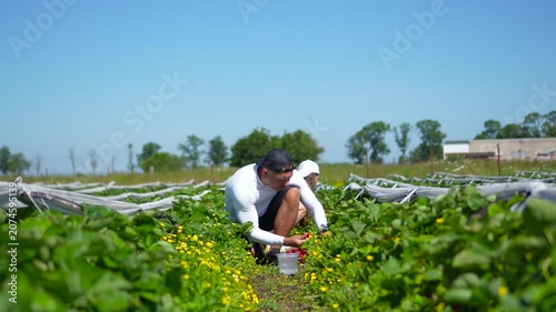 Comical commercial shot of a male and female farmers picking strawberries on a field, while the man funnily eats the berries instead of harvesting them, looking around to check if anyone sees him.