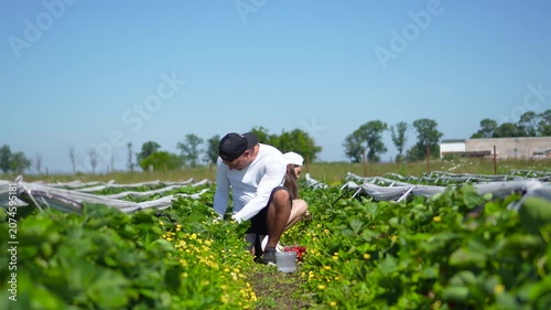 Playful commercial shot of a male and female farmers working together, while the man funnily steals and eats a ripe strawberry, looking around.