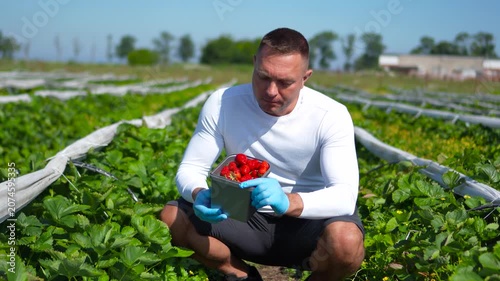 Commercial shot of a male farmer sitting in the middle of a green plantation field and tasting fresh ripe strawberries.