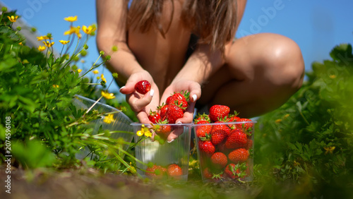 Tableau sur toile Low angle commercial shot of a faceless woman carefully placing freshly picked strawberries into plastic containers on a green plantation field with small yellow wildflowers