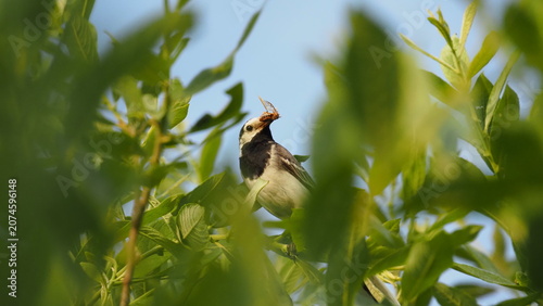 Valokuva White wagtail (Motacilla alba) in tree branches with an insect in its beak