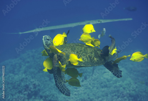 Green sea turtle being cleaned by fish with a needlefish in the background