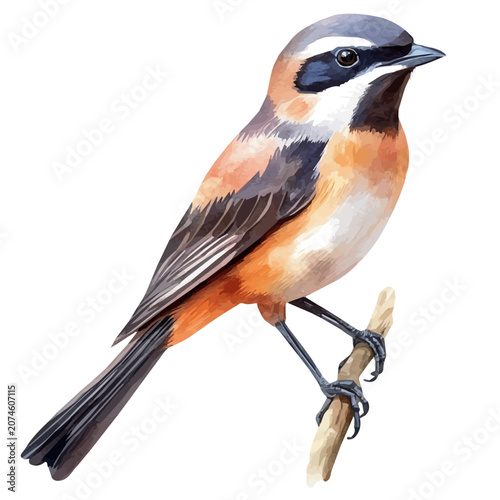 Tableau sur toile watercolor of Shrike graphic, isolated on a white background.