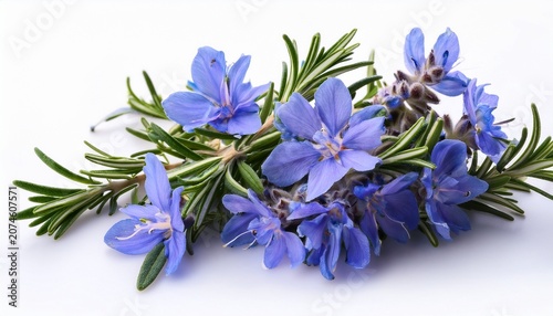 Blue Rosemary Flowers Isolated On White Background