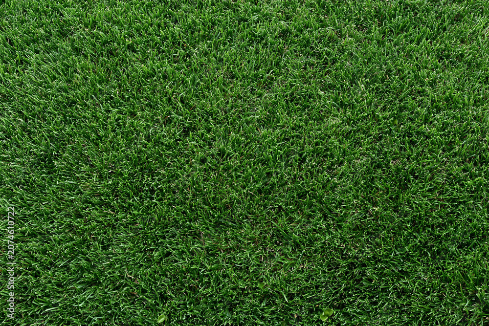 Obraz premium Green grass covers the ground in a sunny location