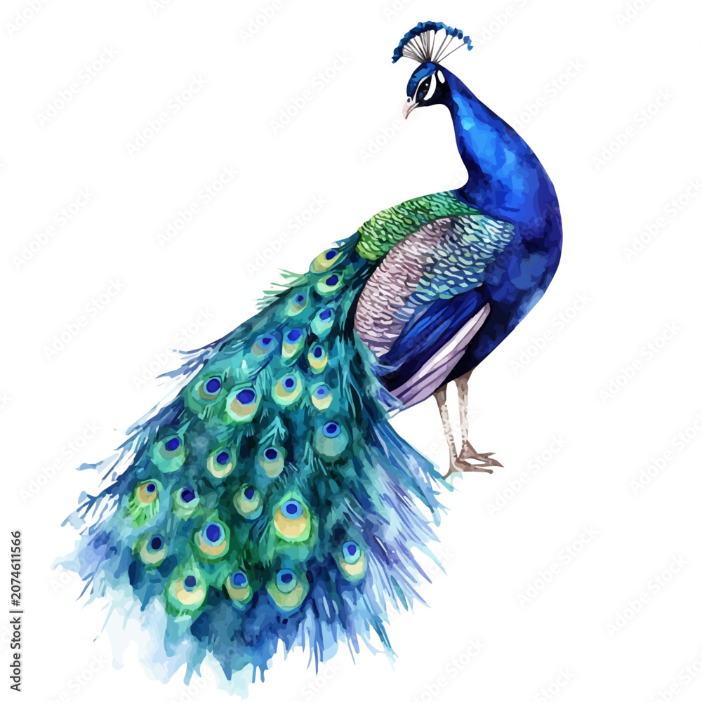 Obraz premium Peacock, beautiful watercolor illustration with vivid colors and detailed vector style, isolated on a white background.