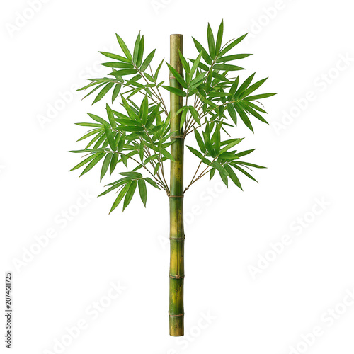 Tall green bamboo stalk with lush tropical leaves isolated on a transparent background. Ideal for nature themes, tropical designs, eco-friendly concepts, landscaping, botanical illustrations, product 