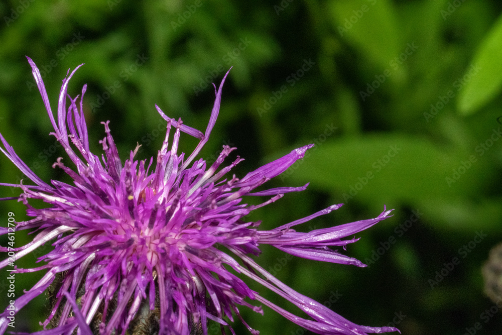 Fototapeta premium Greater knapweed - Centaurea scabiosa - flower macro.