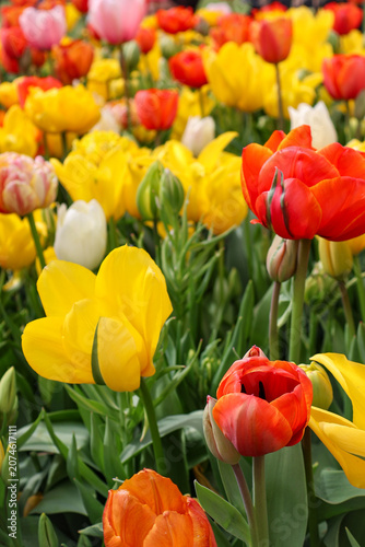  Beautiful multicolored tulips in full bloom on a sunny day.  red and yellow tulips