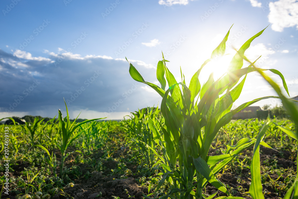 Fototapeta premium Sunlight pierces through young corn leaves