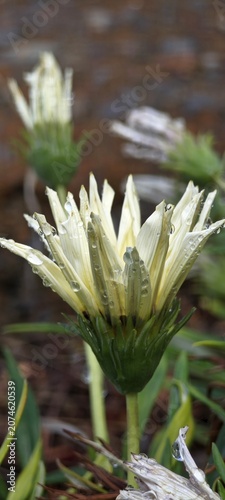 Weiße Gazania Blüte mit Tropfen