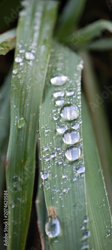 Wassertropfen auf Blatt