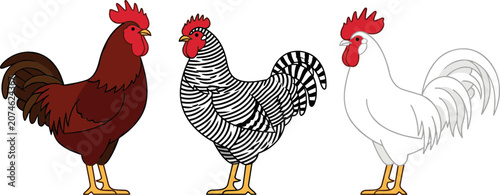 Canvas Print Rooster Breeds Vector Set Featuring Red Brown Rhode Island Hen Black White Barre