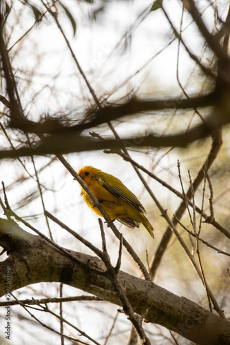 Sicalis flaveola boton amarillo little yellow bird standing in a branch on a sunny day