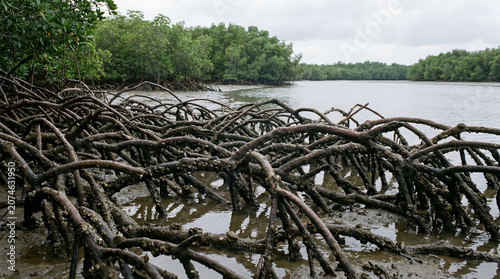 Professional photography capturing complex mangrove tree roots exposed during low tide inside coastal swamp environments