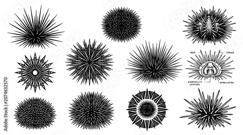 Bild auf Leinwand Black Sea Urchin Vector Pack with Marine Echinoderm Ocean Wildlife Elements