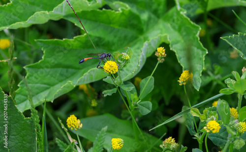 macro of a ammophila sabulosa the red-banded sand wasp on a medicago lupulina blossom