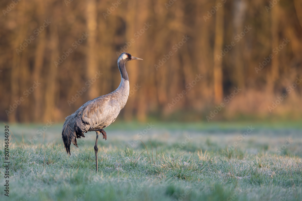 Fototapeta premium Common Crane at Sunrise