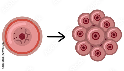 Diagram illustrating cell proliferation and rapid tissue growth