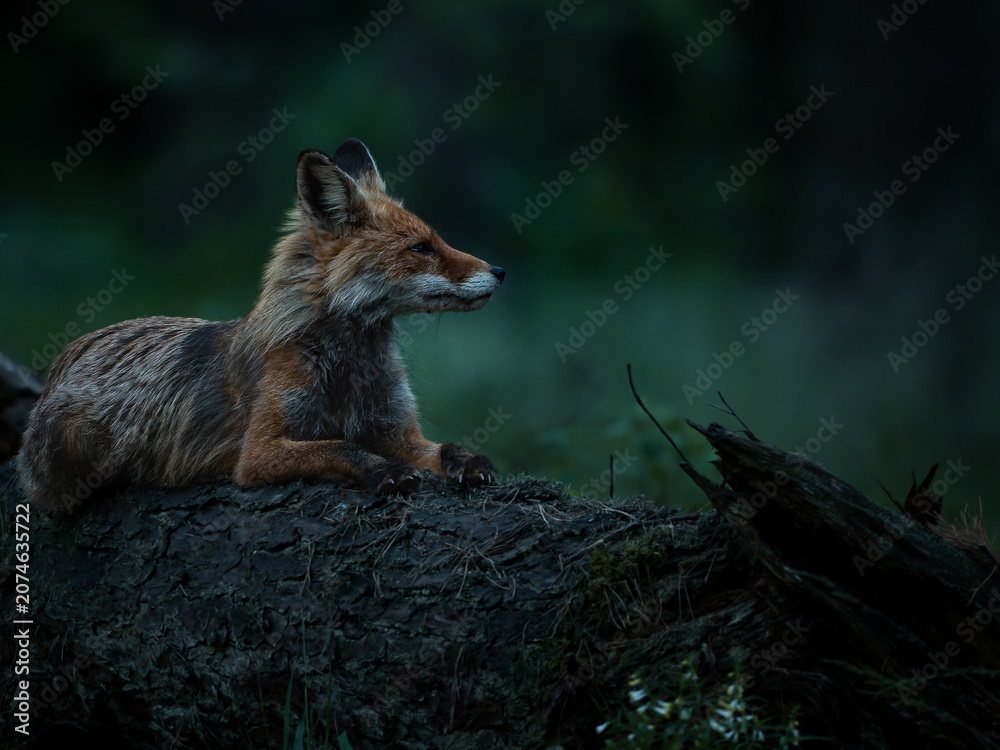 Naklejka premium fox in the wild