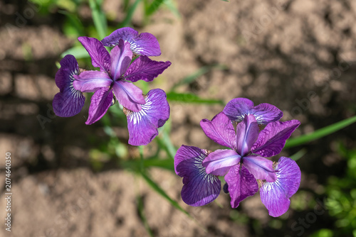 Top view of purple iris flowers in the garden.