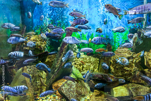 Obraz na plátně Colorful Cichlid Fish Swimming in Freshwater Aquarium, Tropical Aquatic Life Display, Underwater Scene, Aquarium Exhibit