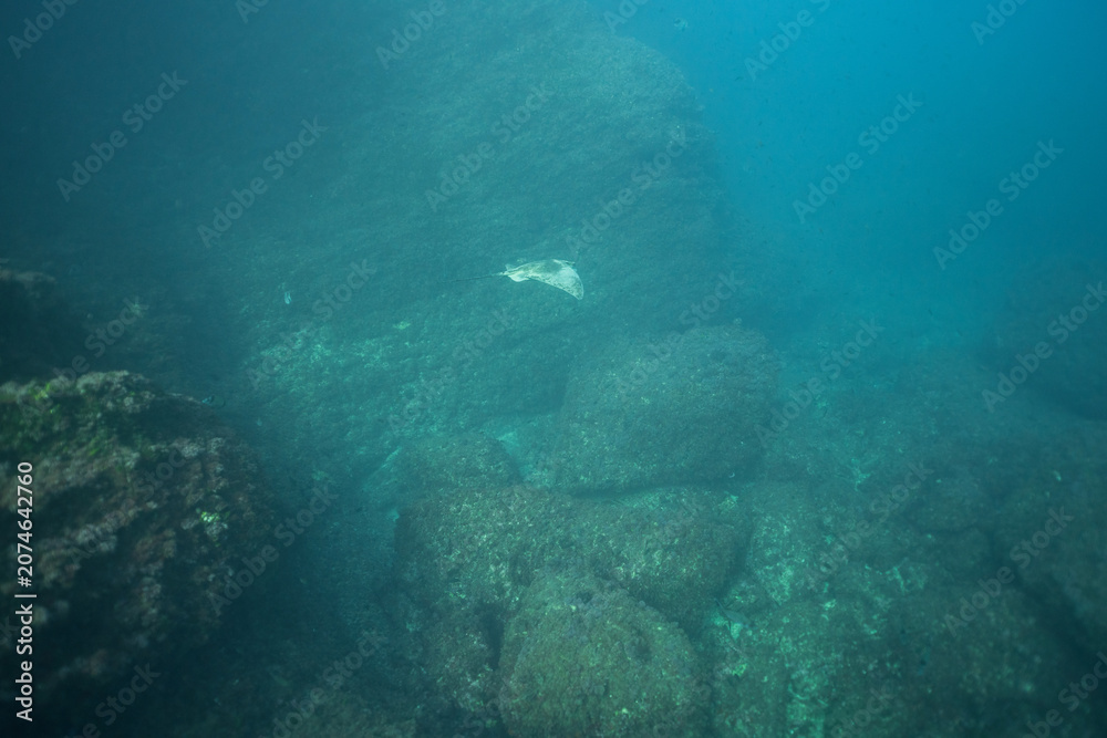 Obraz premium Single ray swimming over rocky seabed in Mediterranean Sea