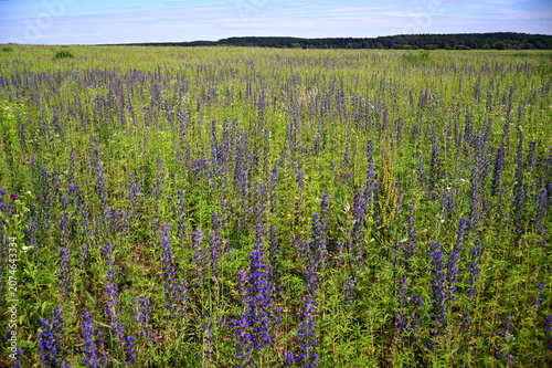 Blue flowers in green meadow