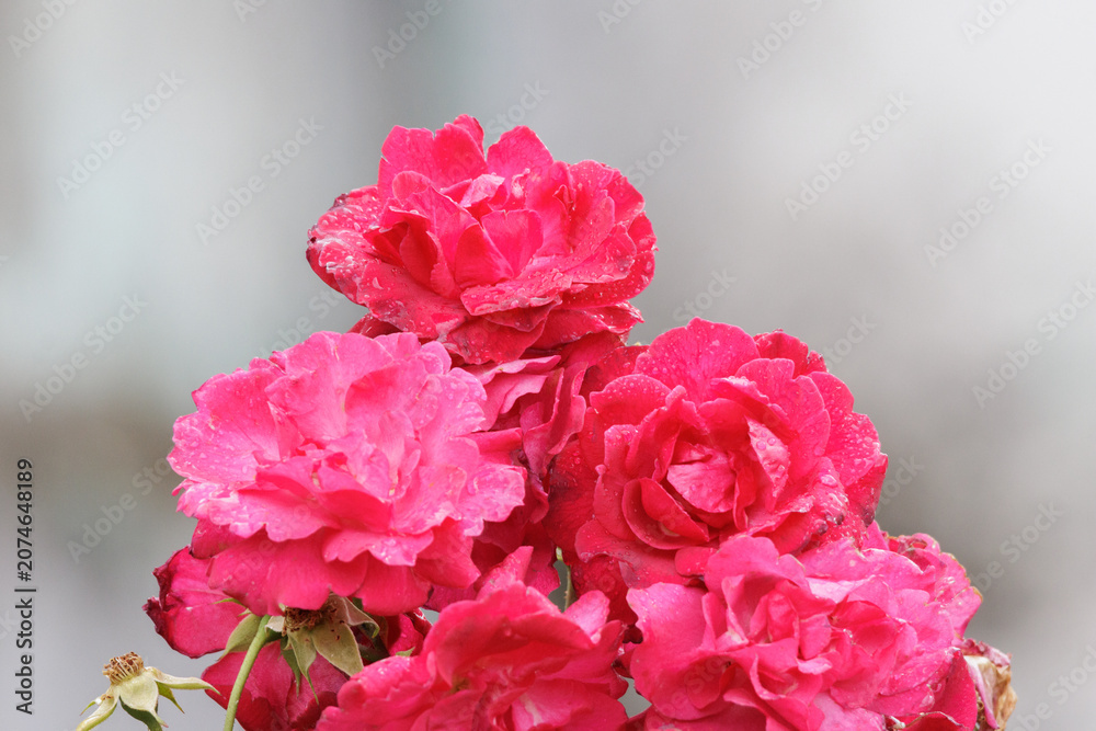 Obraz premium Pink rose blooms covered in fresh dew drops