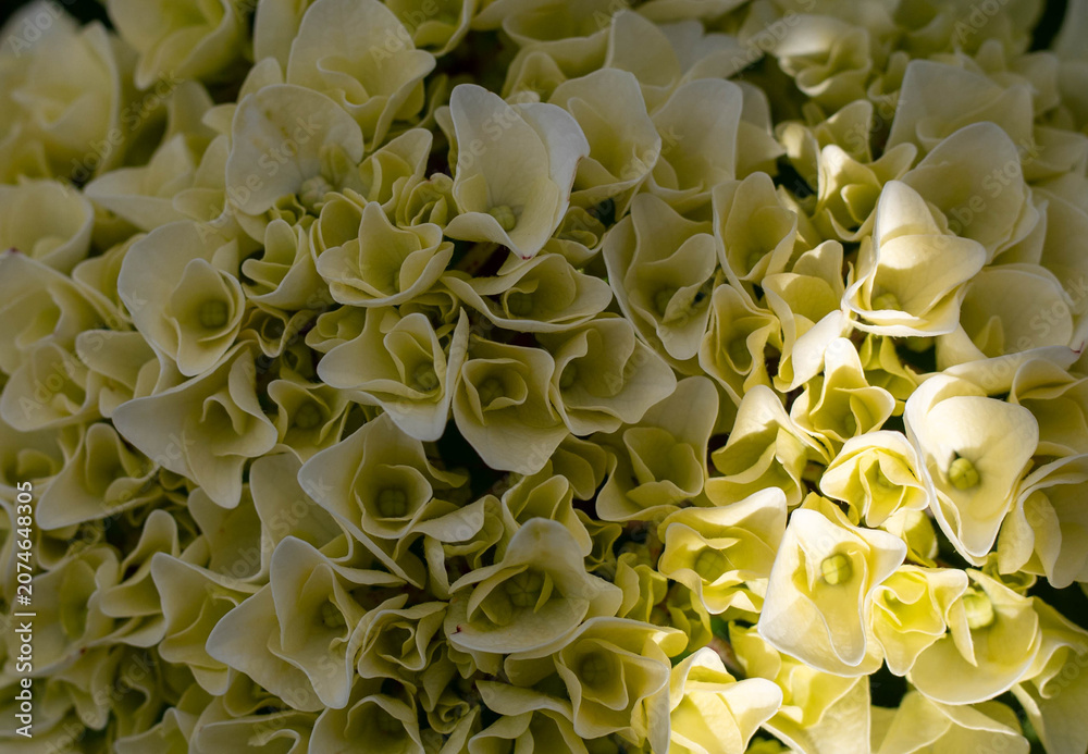 Obraz premium Close-up of a white hydrangea blossom. 