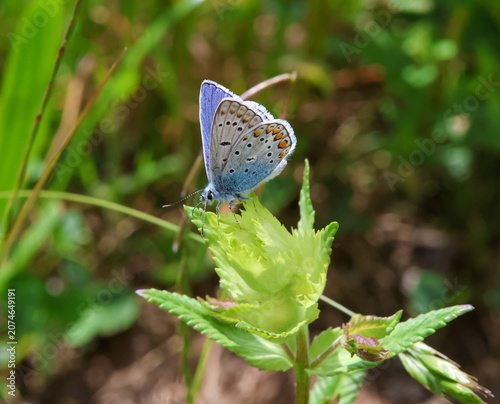 macro of a male polyommatus icarus the common blue butterfly on a yellow-rattle blossom