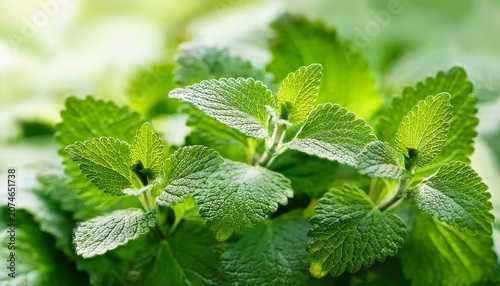 Lemon Balm Melissa Herb Leaves Closeup