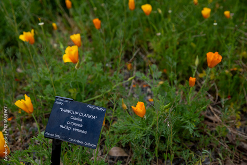 A small black botanical sign reading Winecup Clarkia, Clarkia purpurea subsp. viminea, planted in 2023, stands amidst a field of delicate orange poppy-like flowers and green grass.