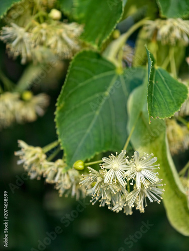 Blooming linden tree representing Tilia genus species valued for traditional uses ornamental planting and ecological balance in temperate climates