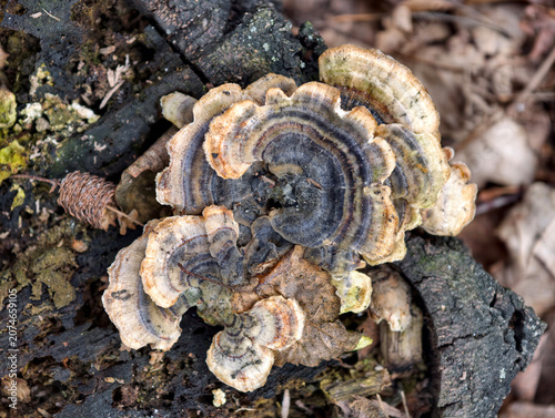 Parasitic mushrooms growing on deadwood highlight the forest nutrient cycle