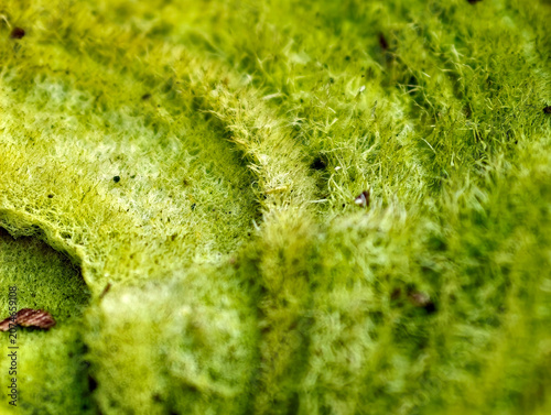 Macro view of green parasitic fungus captures organic details and natural forest biology patterns