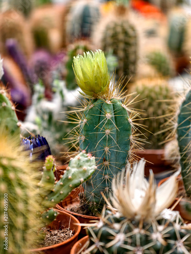 Small cacti plants in stylish pots for sale at a home and garden shop