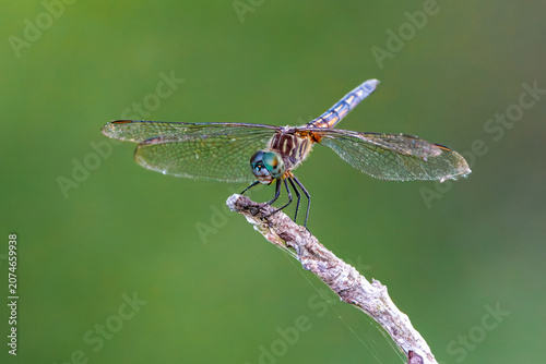 closeup of dragonfly perched on a branch