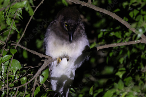 Bild auf Leinwand A brown jay (Cyanocorax morio) roosting in the rainforest of Costa Rica