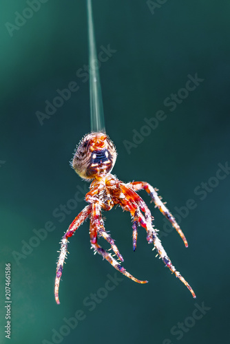 Canvas Print spotted orbweaver spider hanging on its silk dragline