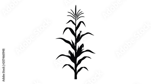 Foto Corn stalk silhouette against a white background botanical illustration