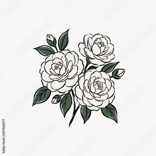 Elegant hand-drawn illustration of white camellia flowers and buds with green leaves.